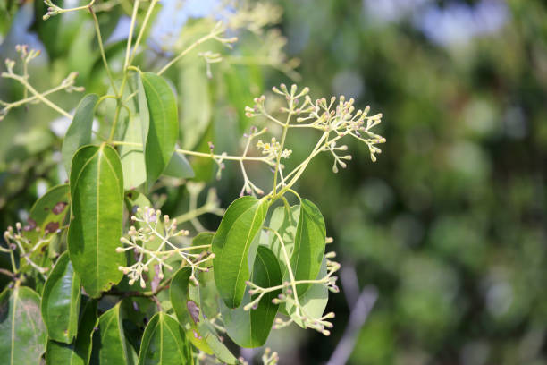 cinnamomum camphora tree - alcanforero fotografías e imágenes de stock