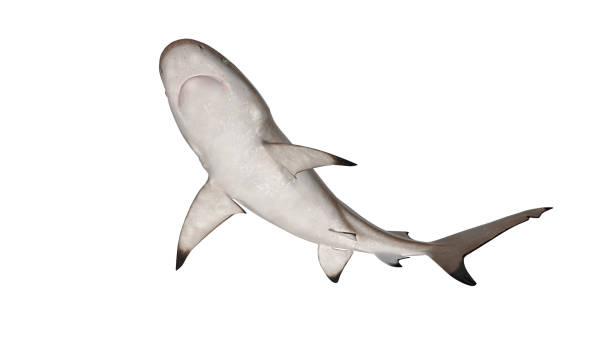 istock Reef shark isolated on white background cutout ready bended bottom view 3d rendering 1210782645