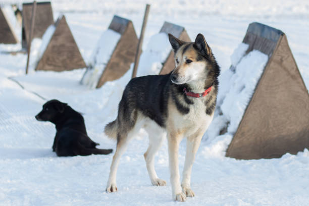 istock Siberian husky dog in the snow 1210783573