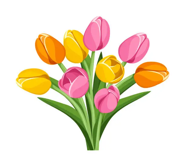 Vector illustration of Bouquet of colorful tulip flowers. Vector illustration.