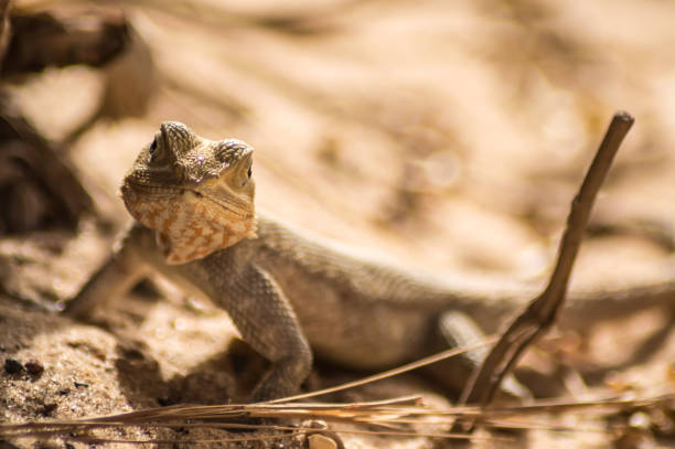 istock Lizard on a beach in Gambia, Agama Lizard 1210783817
