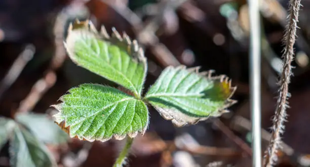 Wild strawberry leaves in spring sun.