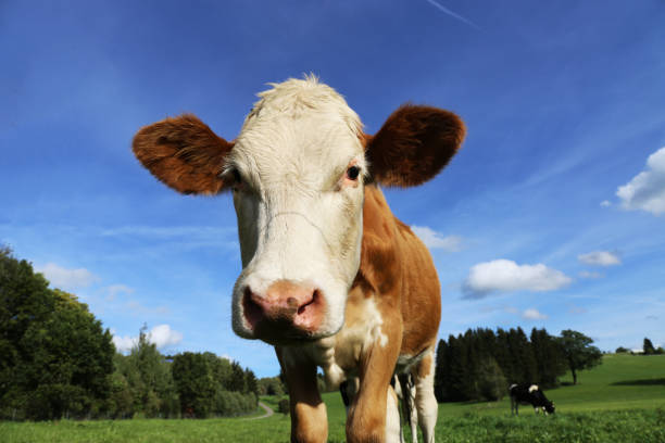 istock Dairy cow on a rich green meadow in summer 1210785372