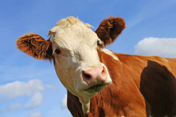 istock Dairy cow on a rich green meadow in summer 1210785399
