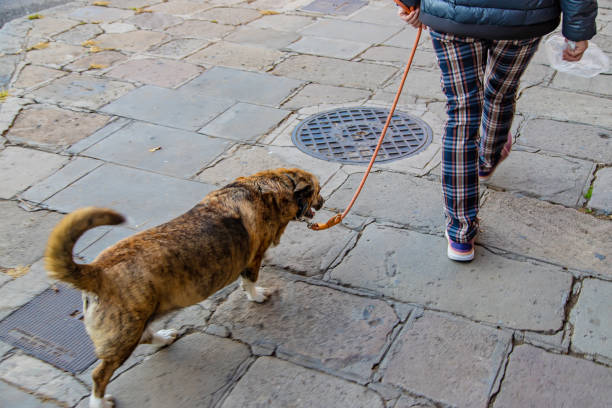istock Dog walking in the city. Selective focus. 1210785410