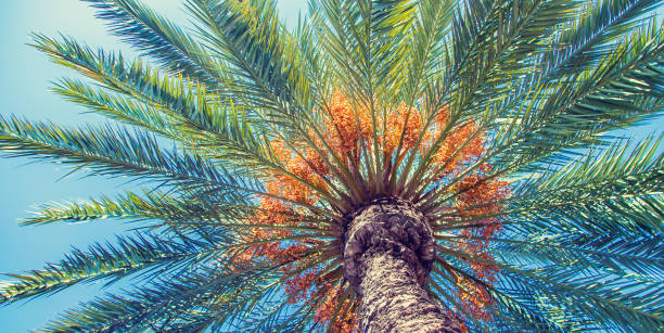 istock Palm trees close up on sky background. Selective focus. 1210785931