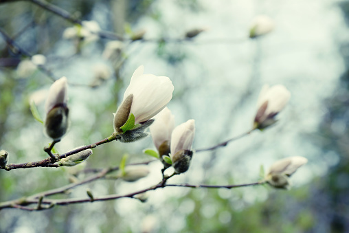 white Magnolia tree flower head in springtime.