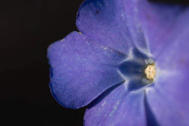 istock Purple blue periwinkle vinca plant flower macro. 1210788002