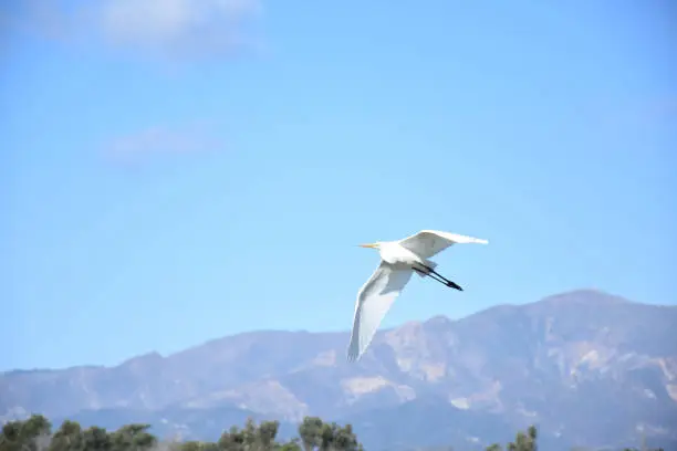 Beautiful flying white egret on a sunny day.