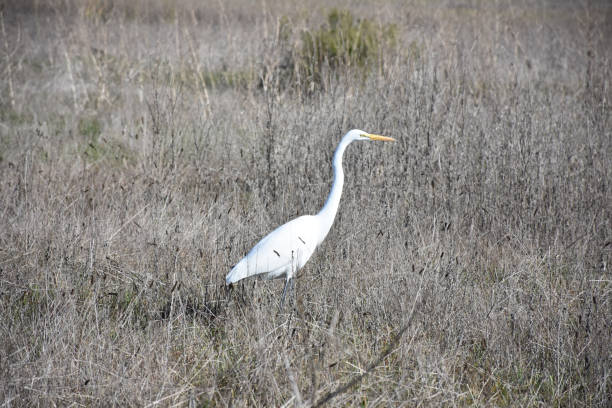 istock Stunning Great White Egret in the Wild 1210788793