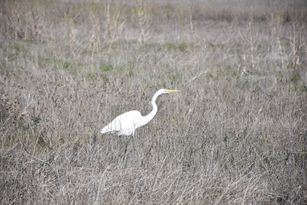 istock Stunning Great White Egret in the Wild 1210788797
