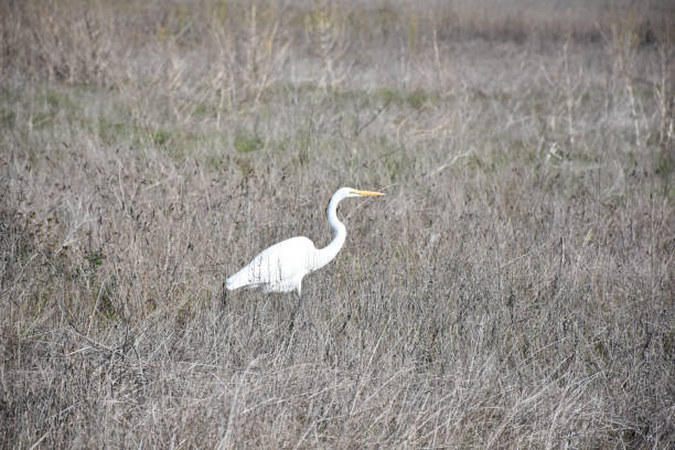 istock Stunning Great White Egret in the Wild 1210788833