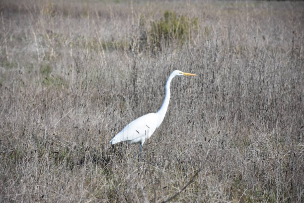 istock Stunning Great White Egret in the Wild 1210789470