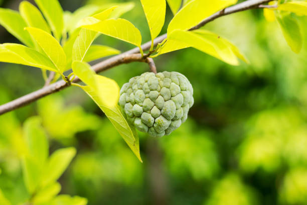 One sugar-apple at twig in Thailand seen in Khonkaen