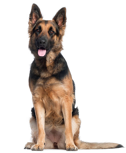 istock German Shepherd Dog, two years old, sitting, white background. 121078994