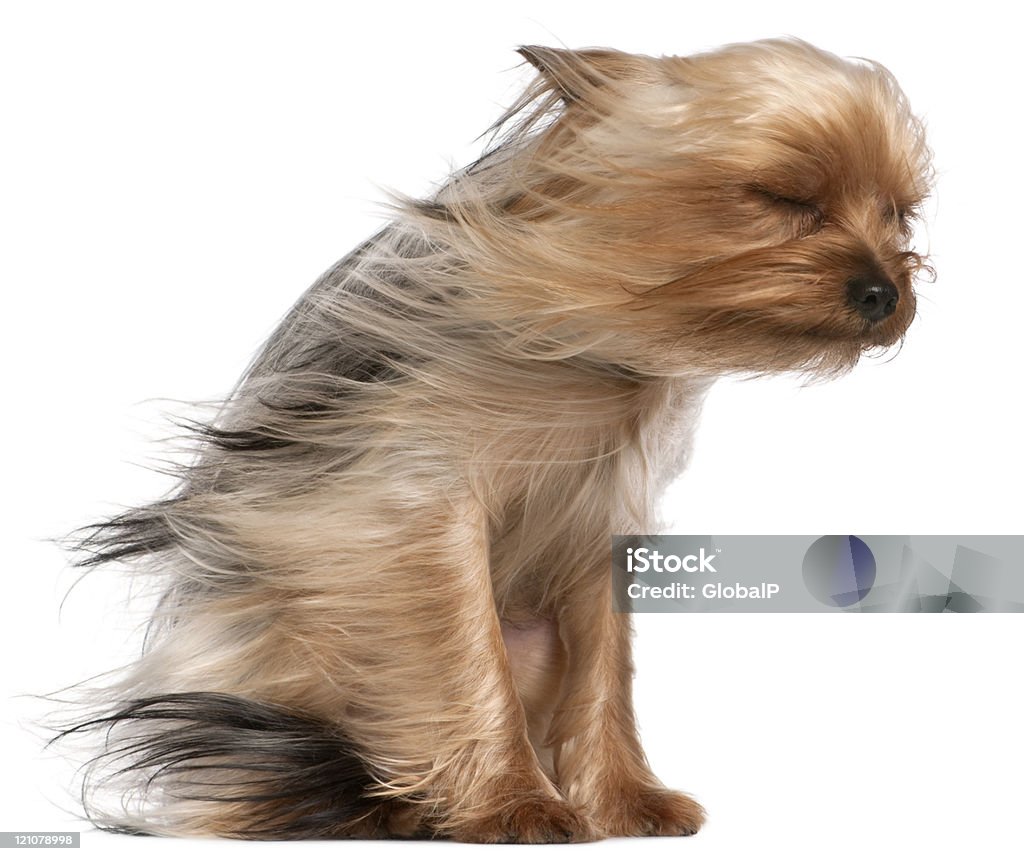 Yorkshire Terrier com cabelos ao vento, sentado, fundo branco. - Foto de stock de Cão royalty-free