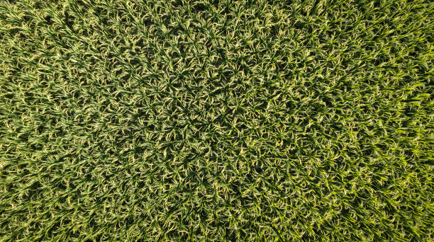 istock Beautiful Field Rice Farm Textures Backgrounds 1210790540