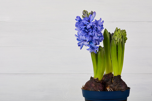 Blooming blue hyacinth flower in a pot on a white wooden background, close up.