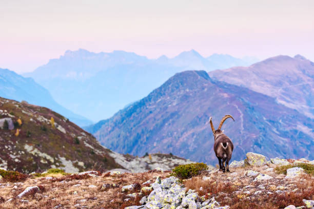 istock Carpa Ibex in the France Alps 1210791274