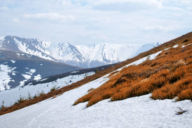 istock Snowy hills with red blueberry bushs 1210791861