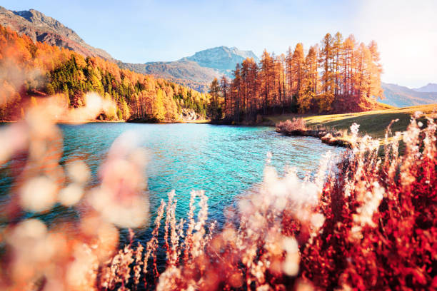 シルヴァプラナ湖の美しい景色 - silvaplanersee ストックフォトと画像