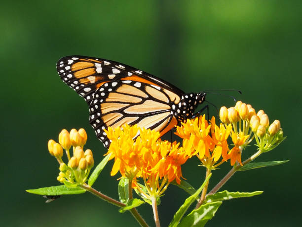 istock monarch butterfly on milkweed 1210792634