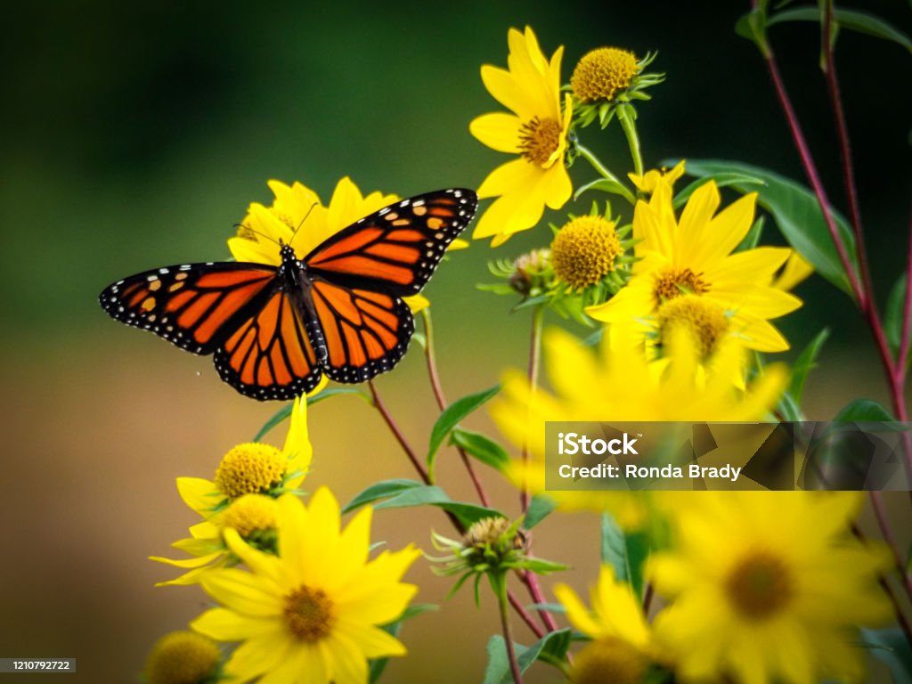 Monarch on yellow sunflowers beautiful monarch butterfly resting on yellow sunflowers with blurry background Butterfly - Insect Stock Photo