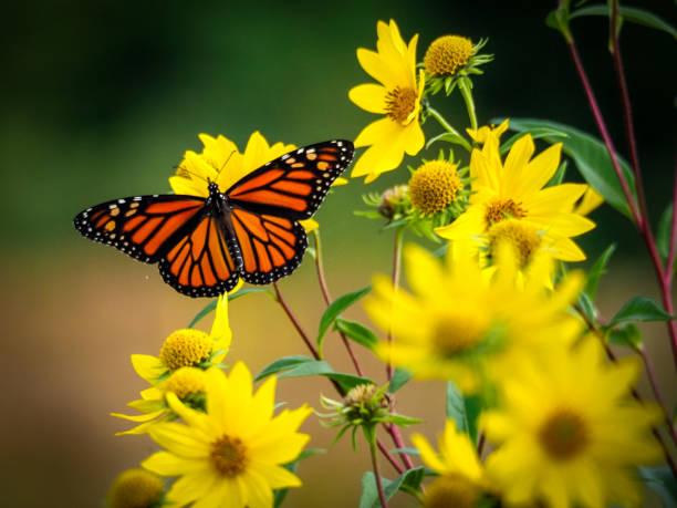 Monarch on yellow sunflowers beautiful monarch butterfly resting on yellow sunflowers with blurry background north america photos stock pictures, royalty-free photos & images