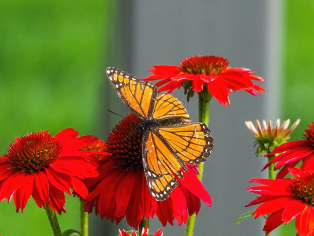 istock viceroy butterfly on red flower 1210793380