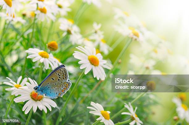 Photo libre de droit de Chamomiles banque d'images et plus d'images libres de droit de Marguerite - Marguerite, Papillon, Blanc