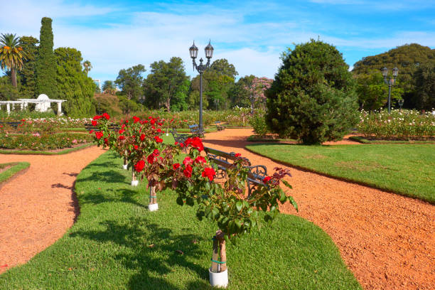 parque rose dentro do parque tres de febrero, ou bosques de palermo (palermo woods em inglês), um parque urbano no bairro de palermo em buenos aires, argentina. belo caminho romântico, arbustos de rosas - buenos aires argentina palermo buenos aires south america - fotografias e filmes do acervo