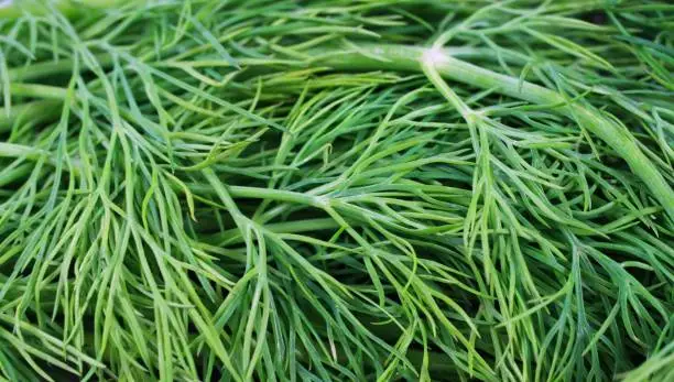 Full frame macro closeup of fresh natural dill herb tips - Germany