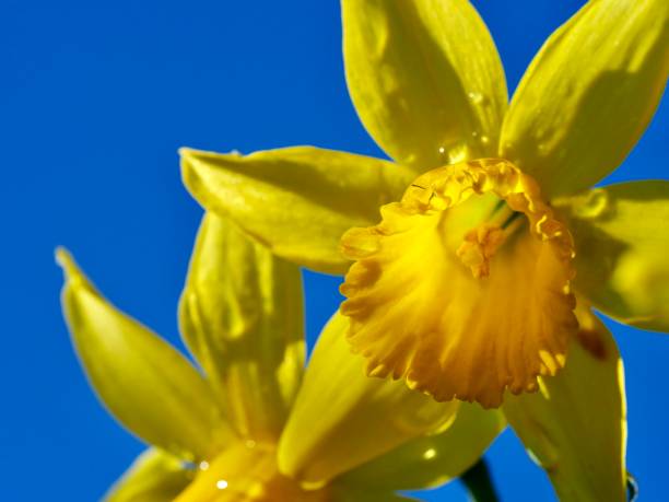 istock Wild daffodils blooming in early spring, Bushy park, London. 1210796302