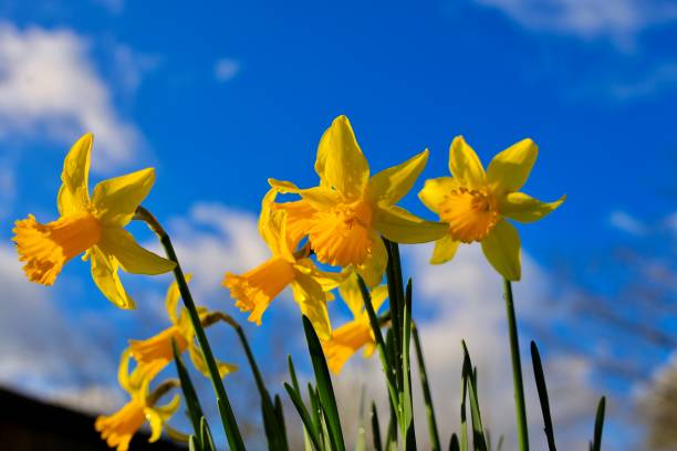 istock Wild daffodils blooming in early spring, Bushy park, London. 1210796309