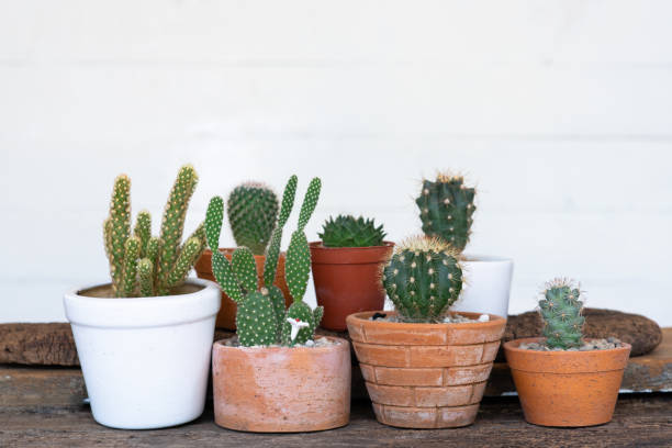 istock Small succulent, cactus, pot plants decorative on old wood table with morning warm light, copy space 1210796466