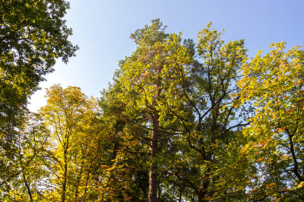 grandi alberi su sfondo cielo cristallino blu nel parco o nella foresta - clear sky branch tree trunk uncultivated foto e immagini stock