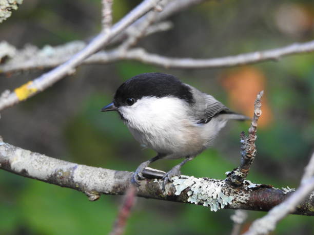 istock Titmouse small white-breasted on a tree branch with a sunflower seed 1210796783
