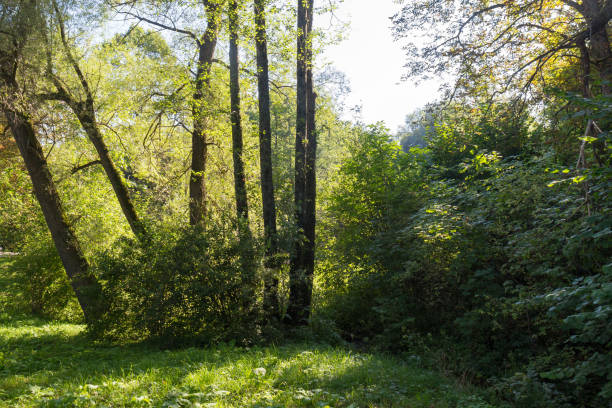 istock Big forest trees in the sunlight. Beautiful park view 1210796841