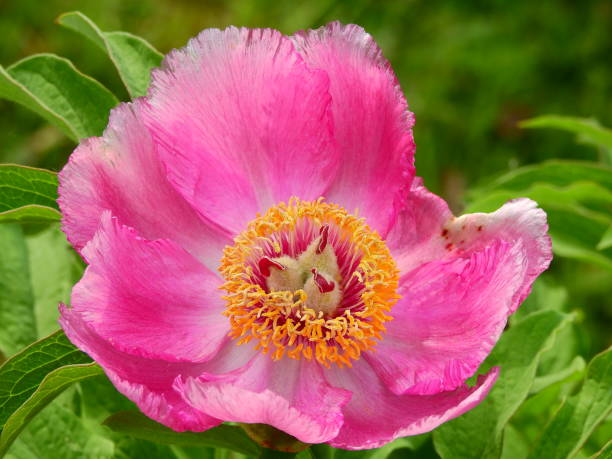 istock Peonies first in early summer raw and natural 1210797012