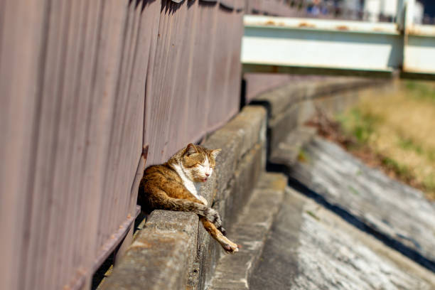 Cat resting stock photo
