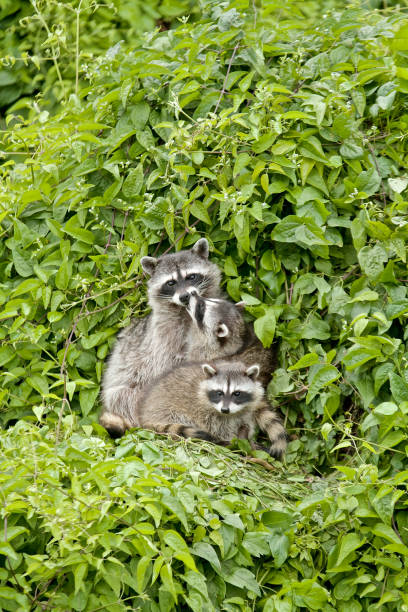 istock Raccoon Family 1210798286
