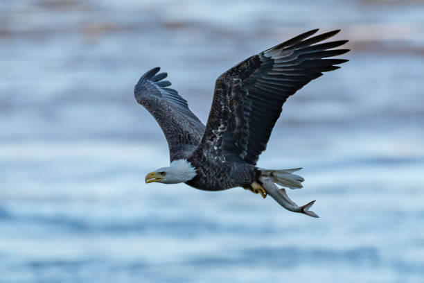 istock Bald eagle after catching a fish flying above defocused river background 1210799124