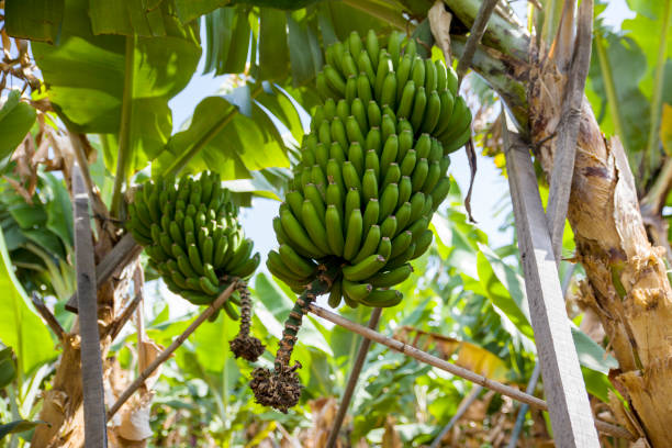 istock Banana trees with banana bunches 1210799142