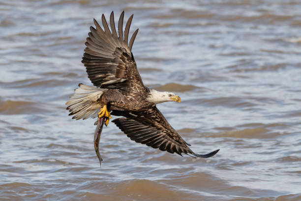 istock A bald eagle with its catch of fish flying sideways above river 1210799162