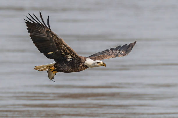 istock Bald eagle with fish flying above Susquehanna river 1210799322