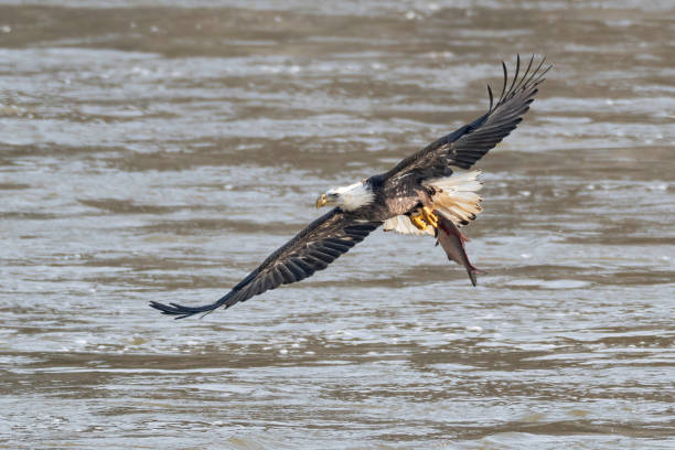 istock Bald eagle with horizontal spread wings catching fish out of river with one leg 1210799343