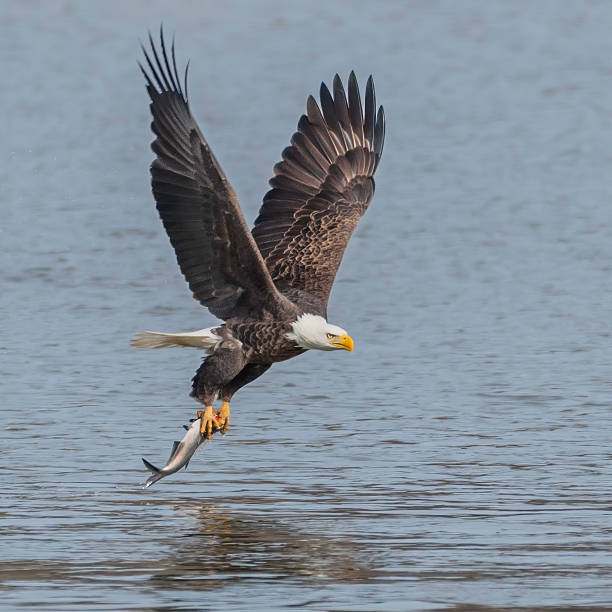 istock Bald eagle with its catch of fish fyling like 