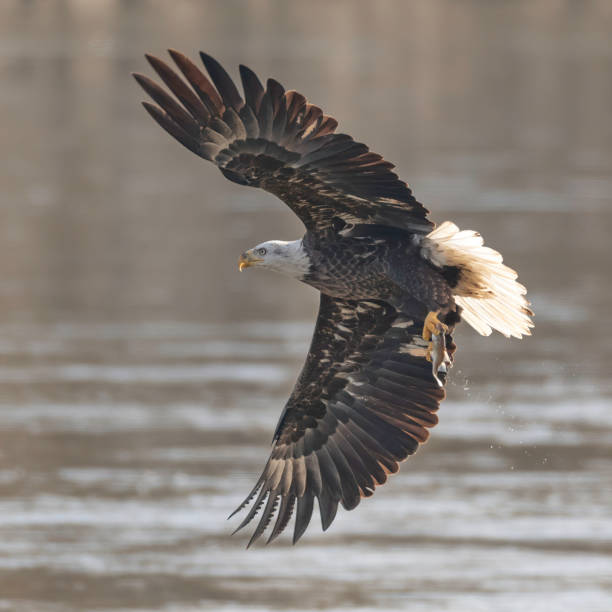 istock Bald eagle carrying fish flying above defocused Susquehanna river water 1210799476