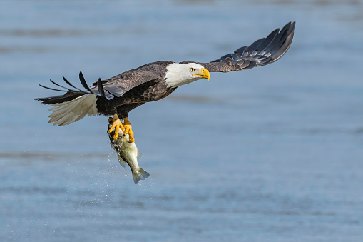 A bald eagle just caught a fish and then flies with full wing spread above the rippling water of Susquehanna river. The eagle eye, feather patterns, orange-colored beak and claws, the fish, and splashing water droplets around the fish are in clear display. The defocused river background enhances the profiles of the eagle and the fish.  Conowingo dam, MD.