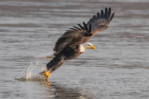 istock Bald eagle with full body stretch fetching/catching fish out of splashing water 1210799512